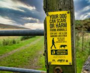 NSA launches new survey to gain further insight into sheep worrying by dogs