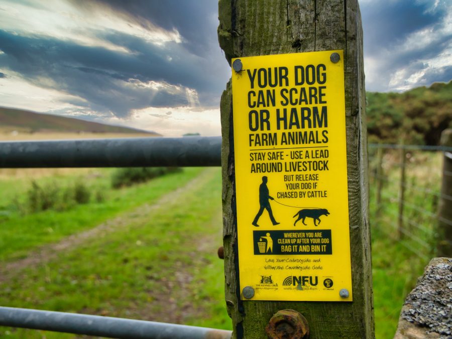 NSA launches new survey to gain further insight into sheep worrying by dogs