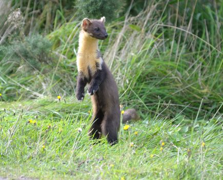 Pine martens return to the South West of England after 100-year absence