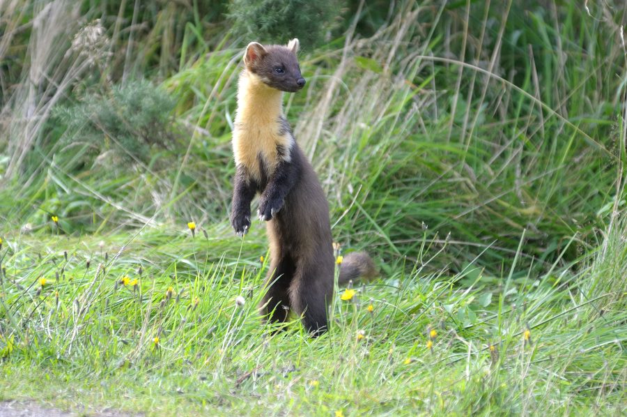 Pine martens return to the South West of England after 100-year absence