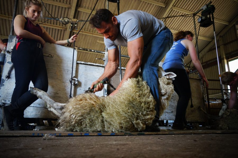 Young Farmers can get shearing with British Wool
