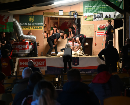 Welsh shearer sets a new British shearing record