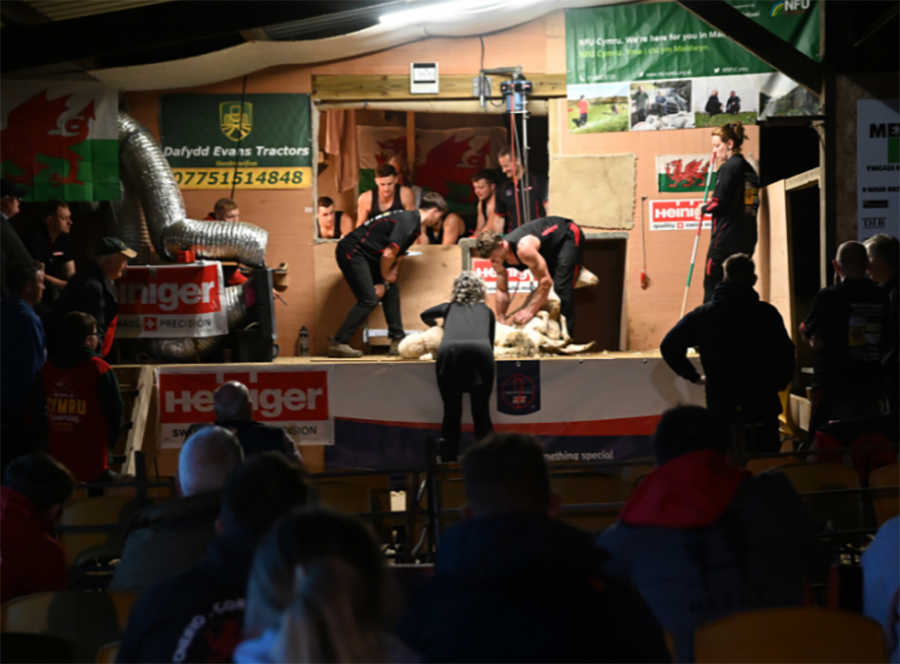 Welsh shearer sets a new British shearing record