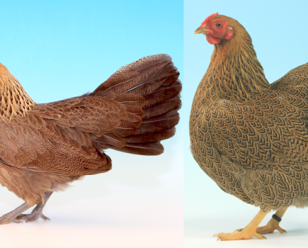 Talking Partridge, talking plumage: colour and pattern names in poultry