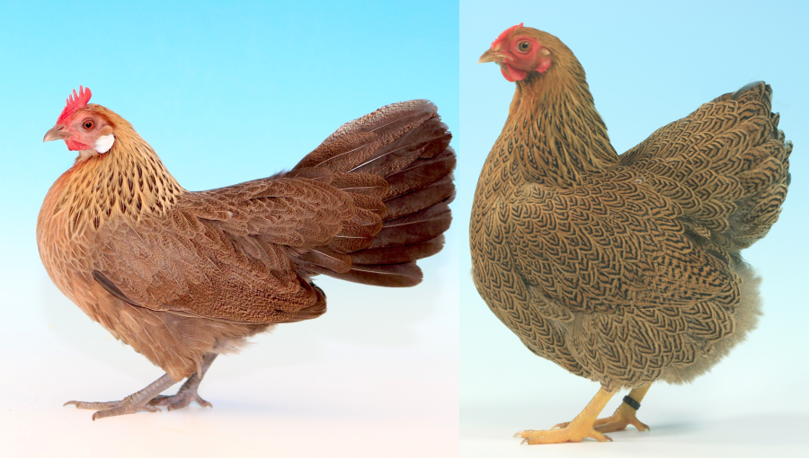 Talking Partridge, talking plumage: colour and pattern names in poultry