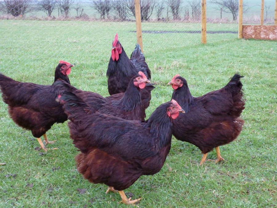 Is chicken-keeping for you?