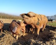 Preseli Hills Farm means pigs, bees and computing