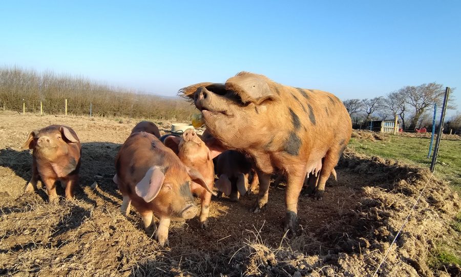 Preseli Hills Farm means pigs, bees and computing