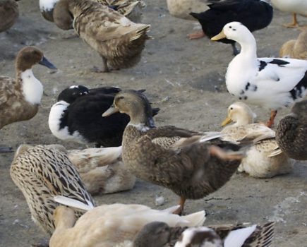 ‘Robust action’ on bird flu