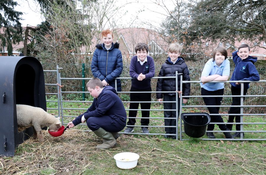 Loan a Lamb initiative cultivates hands-on learning for thousands of school children across Sussex and Surrey