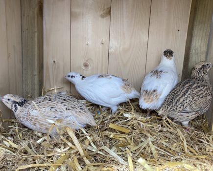 Insights into keeping quail