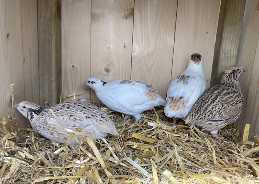 Insights into keeping quail