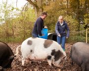 Feeding pigs in winter