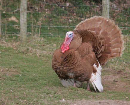 Black, White, Bronze and Buff: four native turkey breeds explained