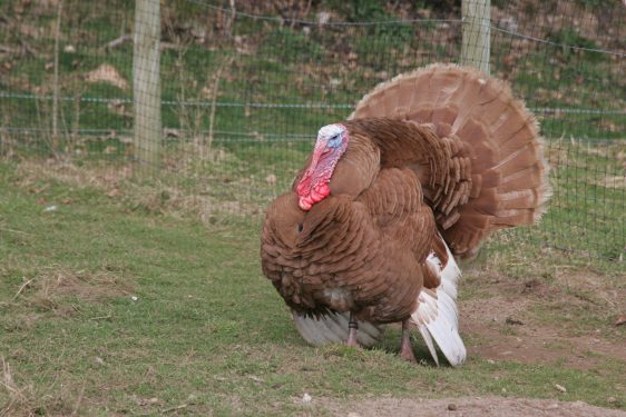 Black, White, Bronze and Buff: four native turkey breeds explained ...