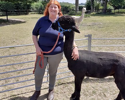 Getting started with alpacas