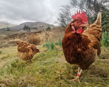 BHWT rescue hens: all you need to know about collection day