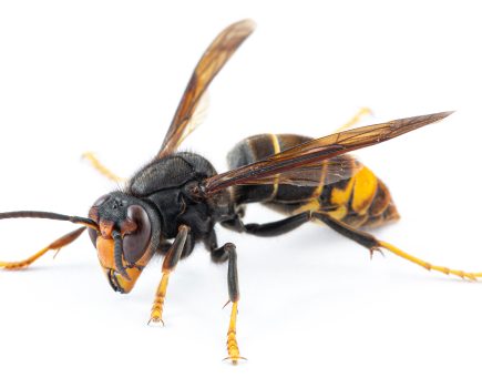 Asian hornet alert: Have you encountered this invasive pest?