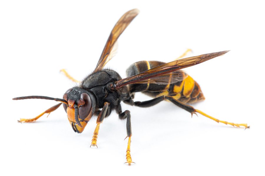 Asian hornet alert: Have you encountered this invasive pest?