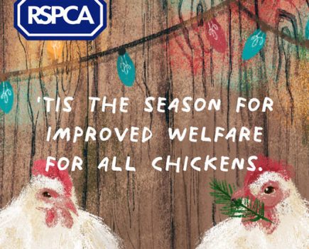 ‘Tis the season for improved welfare for chickens, says RSPCA
