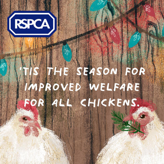 ‘Tis the season for improved welfare for chickens, says RSPCA