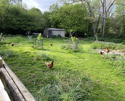 How to create a hen-friendly garden