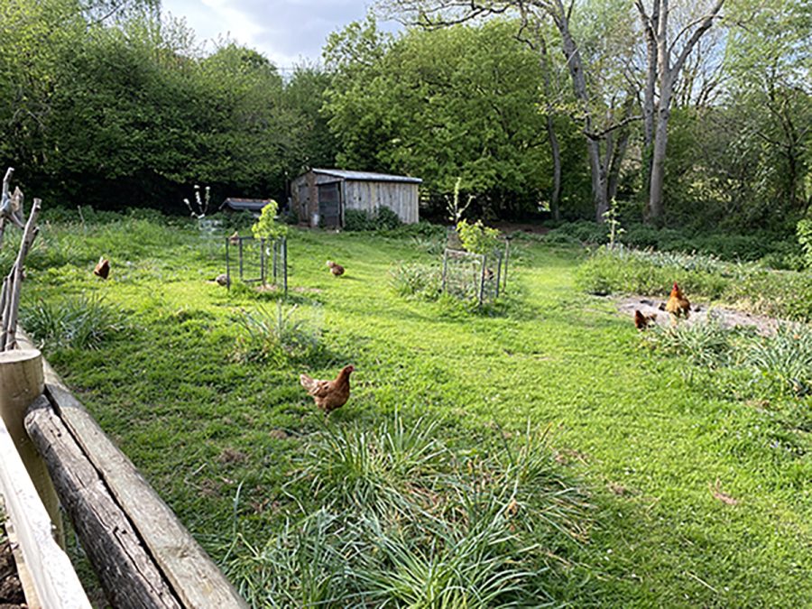 How to create a hen-friendly garden