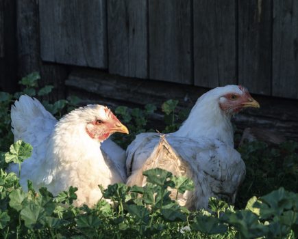 Beat the heat: keeping hens cool in the summer