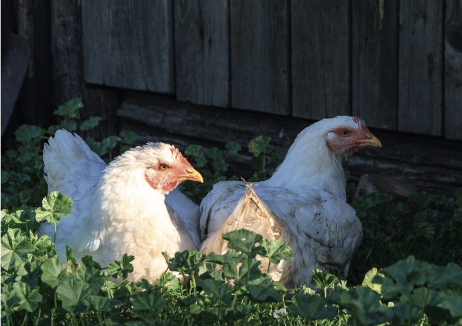 Beat the heat: keeping hens cool in the summer