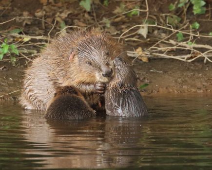 UK Government announces licensed reintroductions of beavers into the wild in England