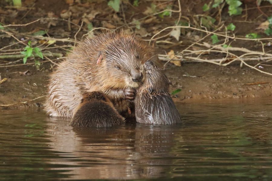 UK Government announces licensed reintroductions of beavers into the wild in England