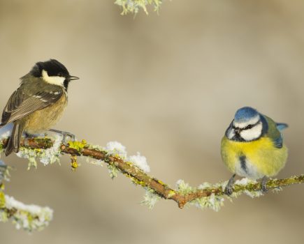 Banish the winter blues with The Wildlife Trusts’ 12 Days Wild challenge!