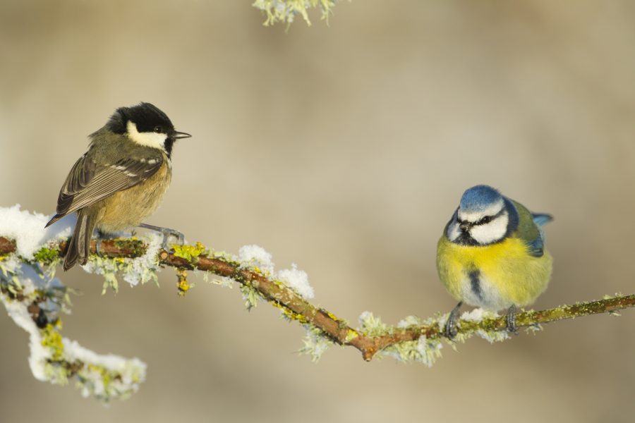 Banish the winter blues with The Wildlife Trusts’ 12 Days Wild challenge!