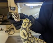 RSPCA braced for summer rise in stray snake reports