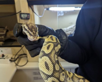RSPCA braced for summer rise in stray snake reports