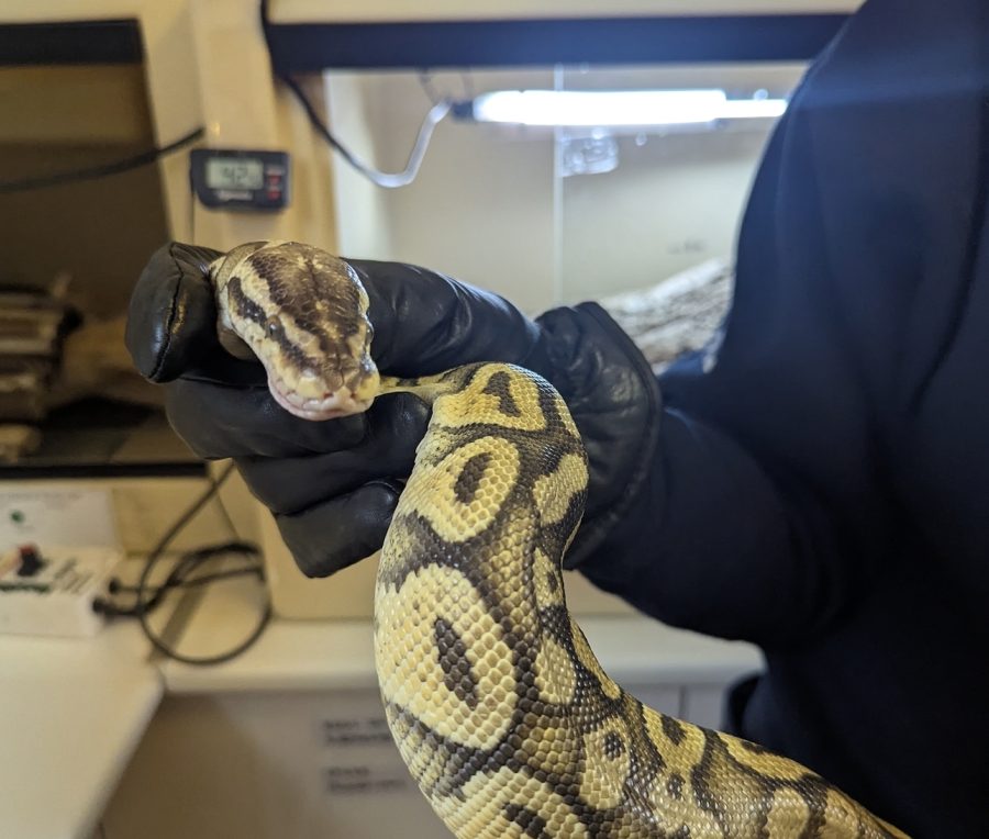 RSPCA braced for summer rise in stray snake reports