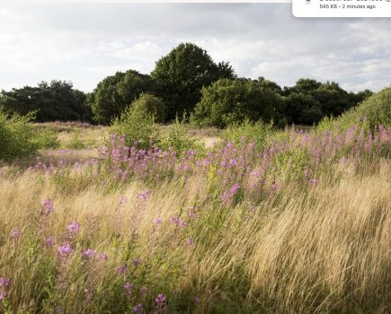 Norfolk: unique landscapes and coastal wildlife