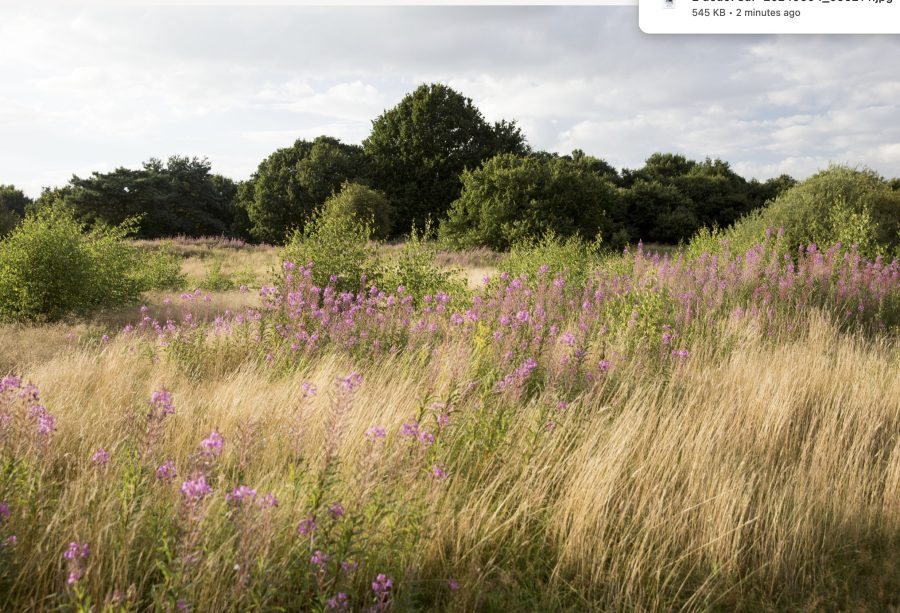 Norfolk: unique landscapes and coastal wildlife