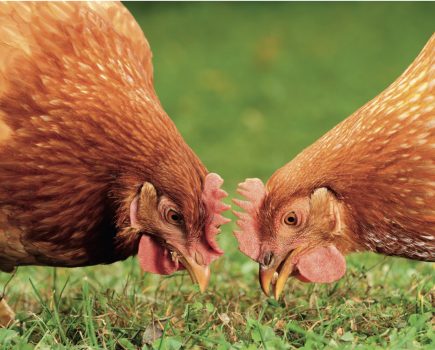 Meet the vet: advice from an experienced specialist poultry vet throughout the year