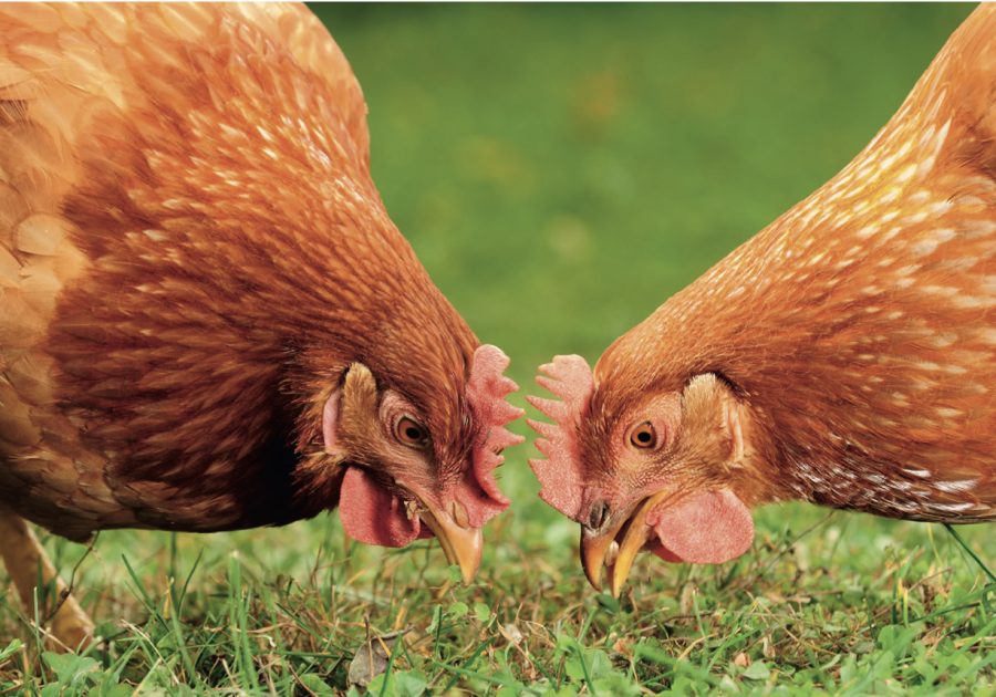 Meet the vet: advice from an experienced specialist poultry vet throughout the year