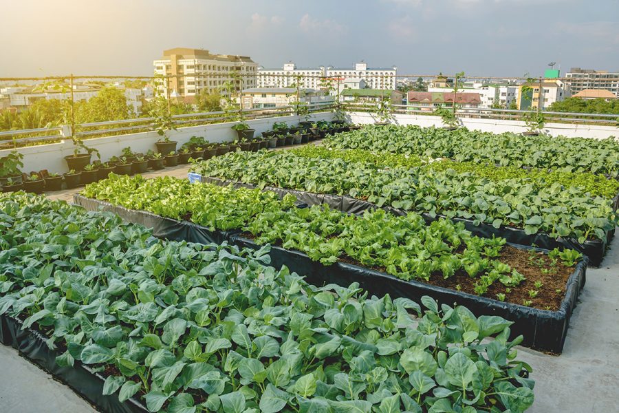 Growing role for city farms