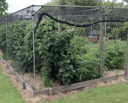 How to protect your crops with a fruit cage