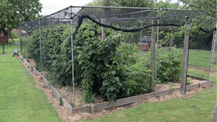 How to protect your crops with a fruit cage