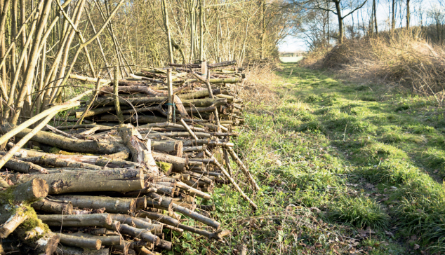 Fancy a career change? Free practical forestry training courses made available