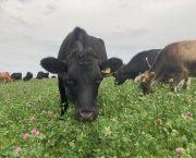 ‘People, profit and the planet’ in focus at this year’s Da Byw Sustianable Livestock Farming Festival