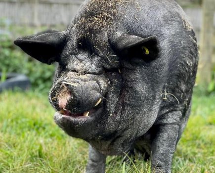 Not just cats and dogs! RSPCA hopes to find homes for rescued farm animals this ‘Adoptober’