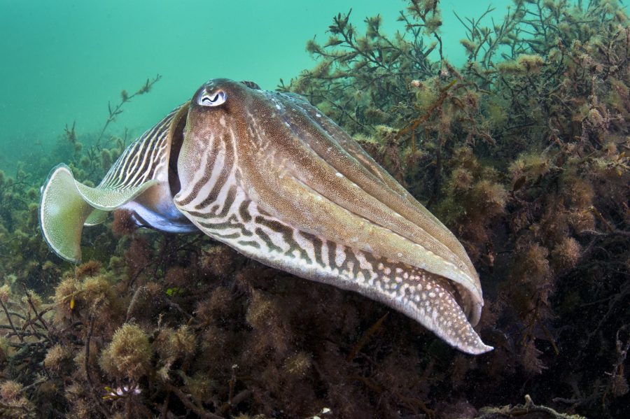 Seaside celebration: Wildlife Trusts' National Marine Week to spotlight  UK's sea wildlife - Country Smallholding