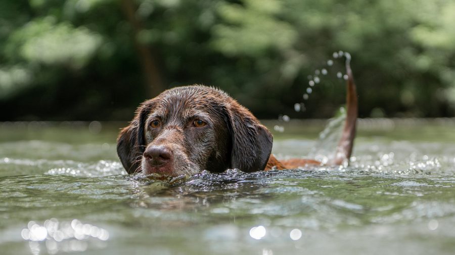 Stay away from blue-green algae and keep your dogs safe