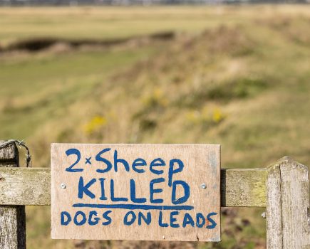 National Sheep Association demands action on dog attacks