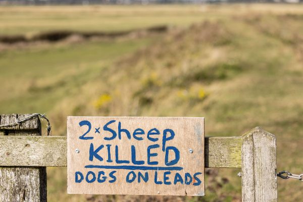 Be alert to heightened risk of sheep worrying attacks during summer holidays, warns NSA